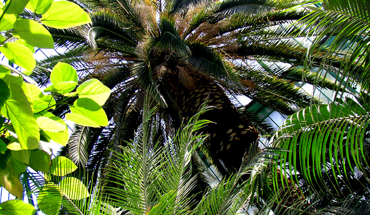 Bertrand Bolognesi photographie les Serres d'Auteuil, juin 2004